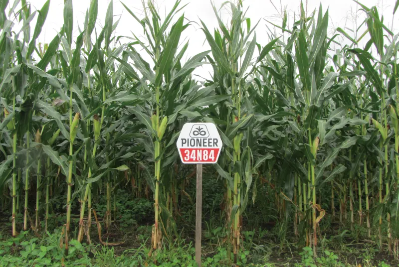 カルーセル画像