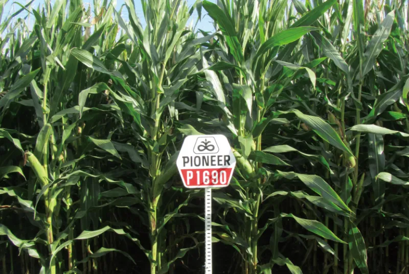 カルーセル画像