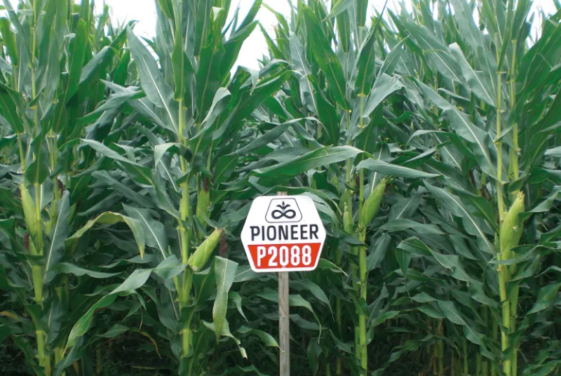 カルーセル画像