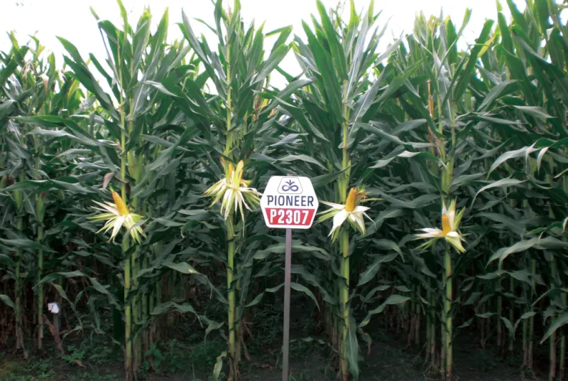 カルーセル画像