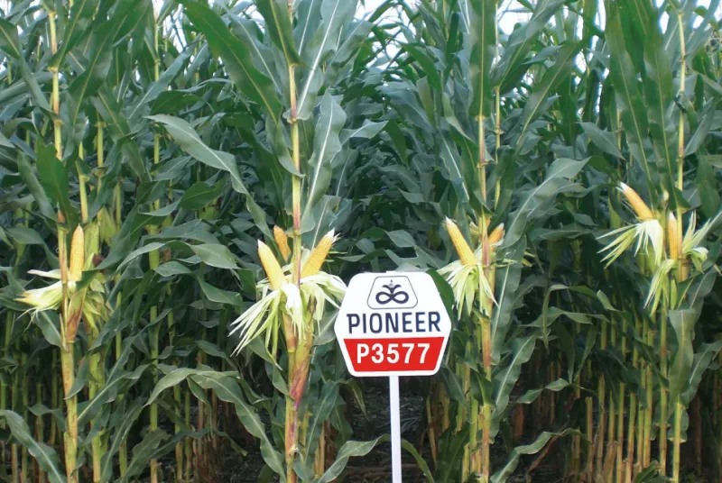 カルーセル画像